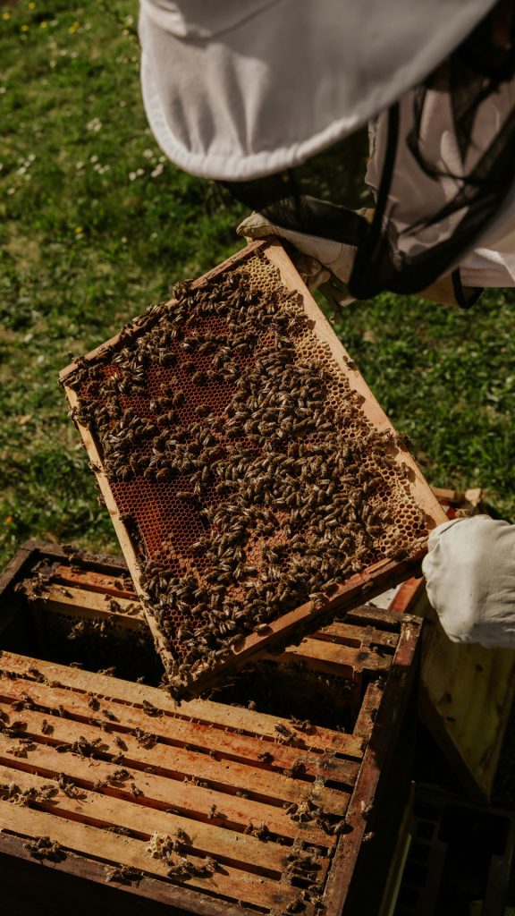 brown-and-black-bee-on-brown-wooden-frame-mtnvvqvmoks